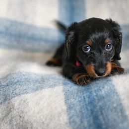 Dachshund Puppies from Paradox Dachshunds