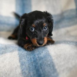 Dachshund Puppies from Paradox Dachshunds