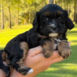 Max - Tri-color male Cavapoo puppy in Newville, Alabama from Southeast cavapoos