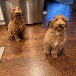 Goldendoodle and Shih Tzu All Grown Up from Shihtzuandoodlenc.LLC