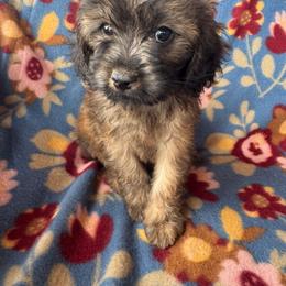 Dallas - Sable male Cavapoo puppy in Howe, Oklahoma from Cuddly Cavapoos