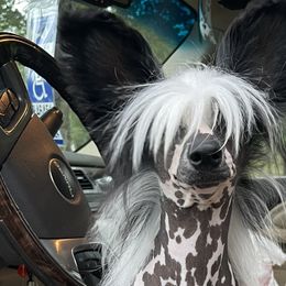 Stitch - Chinese Crested