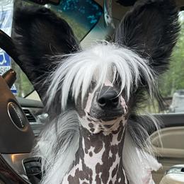 Stitch - Chinese Crested