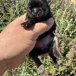 Demi - Sable female Shih Tzu puppy in Tehachapi, California from Shih Tzu Crue