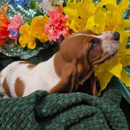 Willingness - Mahogany and white male Basset Hound puppy in Big Rapids, Michigan from Basket Hound Bassets