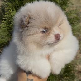 Pomeranian Puppies from Cascade Pomeranians