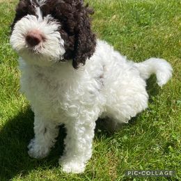Jasper - White male Lagotto Romagnolo puppy in Vancouver, Washington from Riverside Lagottos