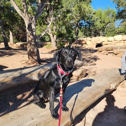 Roux - Labrador Retriever