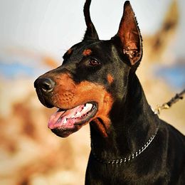 Bubamara Della Andasi - Doberman Pinscher