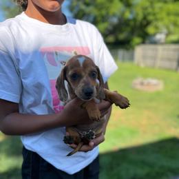 Clair Pick Me - Sable female Dachshund puppy in Mansfield, Ohio from Ohio House of Frenchies