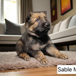 Boy 2 - Sable male German Shepherd puppy in Altoona, Florida from Blue Line Shepherds