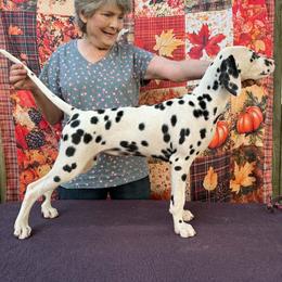 Daria is AKC Show Pup -newcomers to showing welcome - White and black female Dalmatian puppy in Decatur, Alabama from Hollytree Dalmatians