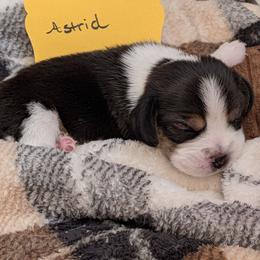 Astrid - Black tan and white female Beagle puppy in Mindenmines, Missouri from Debonair Beagles