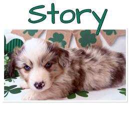 Story( Fluffy, Bluie carrier) - Brindle merle and white female American Corgi puppy in Scottown, Ohio from Wyndy Ridge Corgis