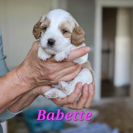 Cavapoo Puppies from North Ranch Doodles