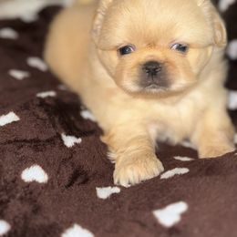 Pris - Cream female Pekingese puppy in Leachville, Arkansas from Green’s Pekingese