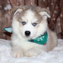 Scuttle - Gray and white male Pomsky puppy in Centerville, Iowa from LJ Kennels Pomskies, LLC