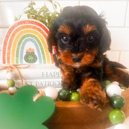 Corral - Black and tan female Cavapoo puppy in Tolleson, Arizona from Pixie Dust Cavaliers