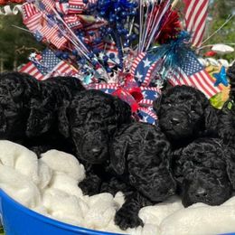 Double Doodles, Goldendoodles, Labradoodles, Poodles, and Yorkshire Terriers from Cotton Rack Farms