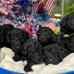 Double Doodles, Goldendoodles, Labradoodles, Poodles, and Yorkshire Terriers from Cotton Rack Farms