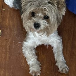 Gabana - Yorkshire Terrier
