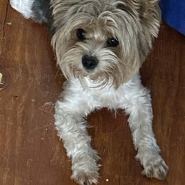 Gabana - Yorkshire Terrier