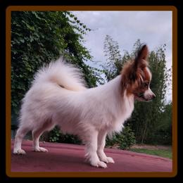 Boy 1 - Red white and sable male Papillon puppy in Lineville, Alabama from TimberLane Papillon's