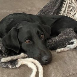 Labrador Retriever All Grown Up from Solano Retrievers