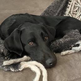 Labrador Retriever All Grown Up from Solano Retrievers
