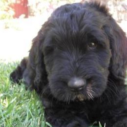 Labradoodles from Life of Riley Labradoodles