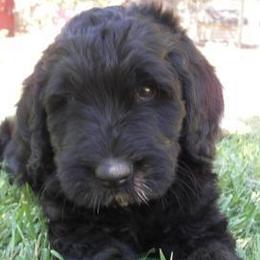 Labradoodles from Life of Riley Labradoodles