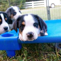 German Shorthaired Pointer and Greater Swiss Mountain Dog Puppies from Suma Kennels