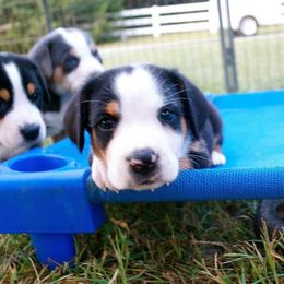 German Shorthaired Pointer and Greater Swiss Mountain Dog Puppies from Suma Kennels