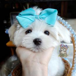 Korean Frost - White male Maltese puppy in Barren Springs, Virginia from Seeking Shalom Acres Maltese, Maltipoos & Havamalts