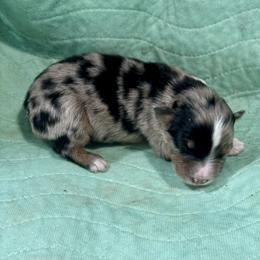 Kripke - Blue merle male Australian Shepherd puppy in Bethlehem, Georgia from CJ Farm and Kennels