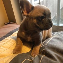English Bulldog and French Bulldog Puppies from BB's Bulldogs