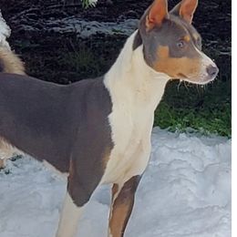 Rocket - Basenji