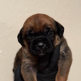 Dune - Fawn male Cane Corso puppy in Houston, Texas from Mortaio Cane Corso
