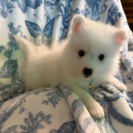 Yellow - White male Japanese Spitz puppy in Madison, Alabama from Cinabell Japenese Spitz