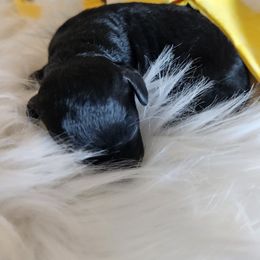 Poodle Puppies from Dusty Lane Ranch