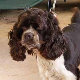 Boykin Spaniels from Waddell-Kennels