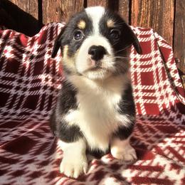 Stefan - Black and tan male Pembroke Welsh Corgi puppy in Castle Rock, Washington from Heckman Corgis