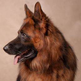 German Shepherd puppies from Muddy Acres German Shepherds