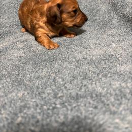Daisy - Dapple female Dachshund puppy in Pitkin, Louisiana from 5F Dachshunds
