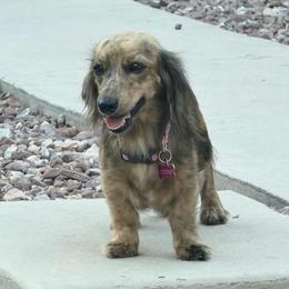 AKC Cream Brindle Dapple Female - Dapple female Dachshund puppy in Horizon City, Texas from Willipaws