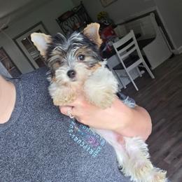 Spade - Parti male Yorkshire Terrier puppy in Lakeland, Florida from You Me & The Yorkies
