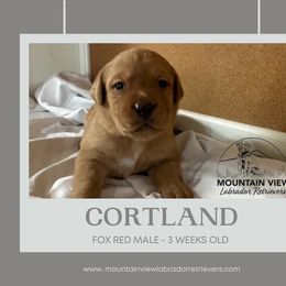 Cortland - Yellow male Labrador Retriever puppy in Grand Gorge, New York from Mountain View Labrador Retrievers