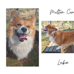 Luka - Pembroke Welsh Corgi