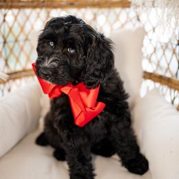 Lainey - Black and white Aussiedoodle puppy in Greensboro, North Carolina from Glendale Doodles