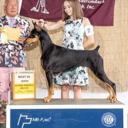 Libby - Doberman Pinscher